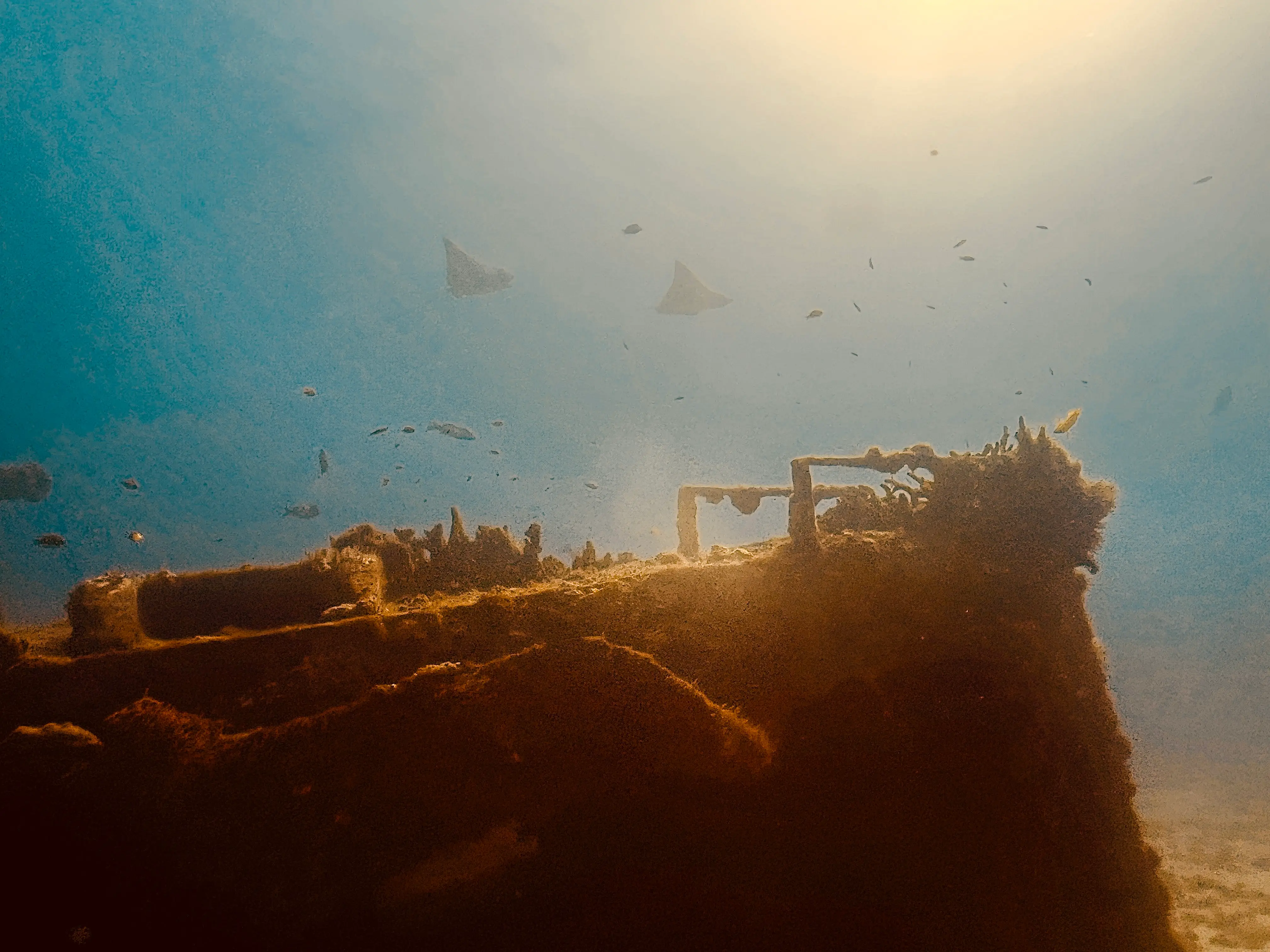 A sunlit wreck with rays and fish swimming around it, showcasing a vibrant underwater ecosystem.