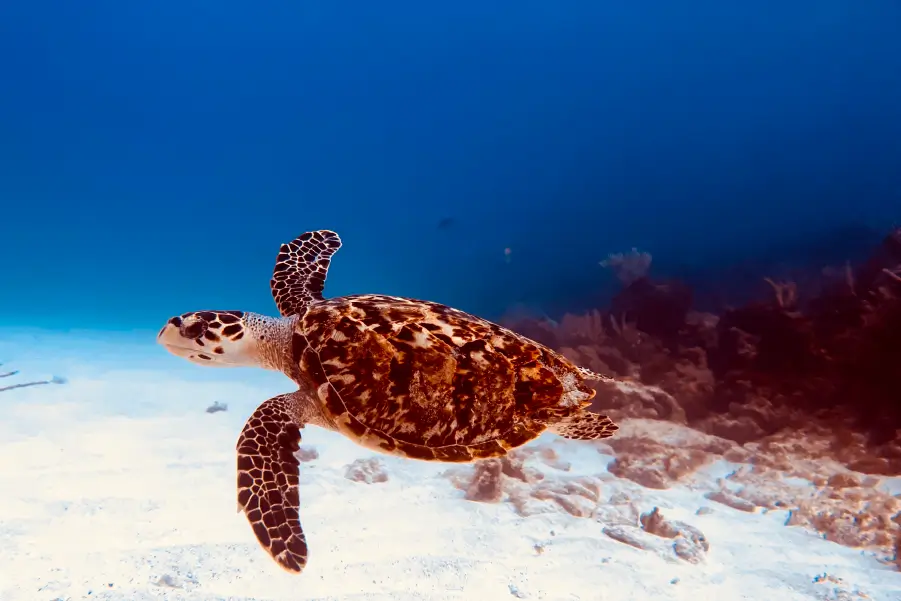 Cancun Sea Turtle Encounters