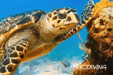 Cancun Snorkeling tour swim with turtles