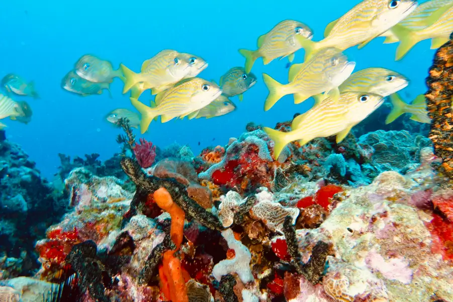 Diving in Cancun Reefs