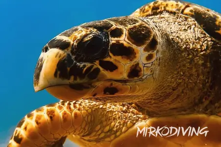 Green Sea Turtle Snorkeling Cancun Marine Life
