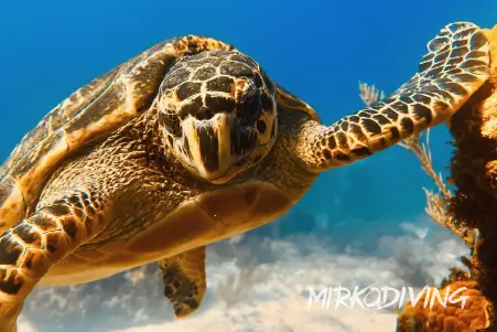 Hawksbill Turtle Cancun Underwater Photography