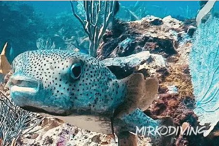 Pufferfish Reef Cancun Diving Marine Life