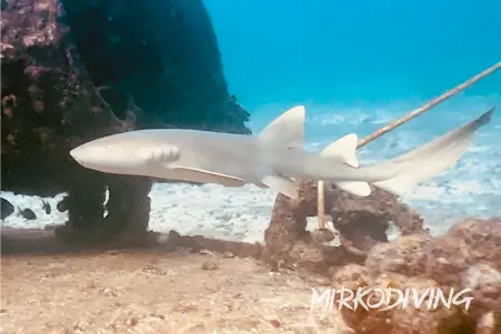 Shark Swimming Tour Cancun Cozumel