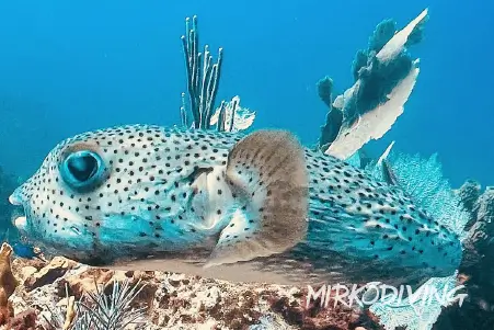 Spotted Pufferfish Cancun Coral Reef Diving
