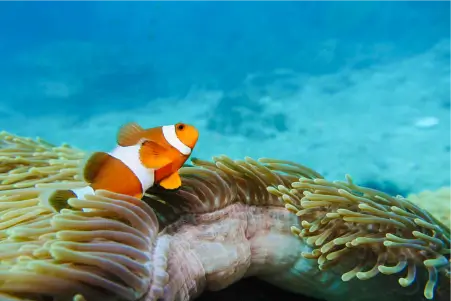 diving ko phi phi coral reefs