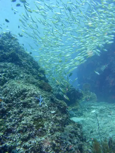 ko phi phi scuba diving paradise