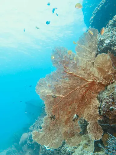 ko phi phi sea fan coral forests