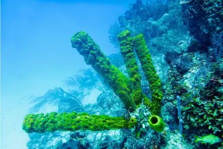 Mahahual Coral Reef