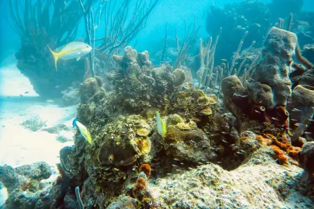 Diving Mykonos Marine Reserves