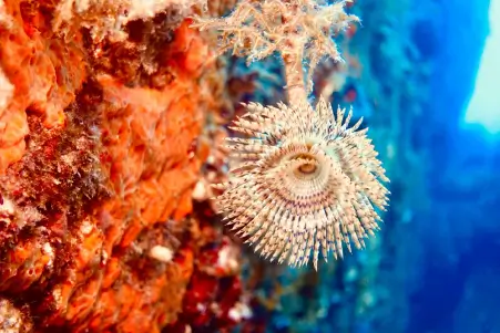 Mykonos Marine Life Diversity