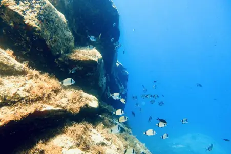 Mykonos Reef Fish Diversity