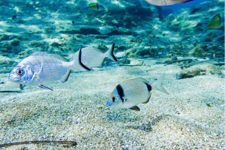 Mykonos Tropical Fish Encounters