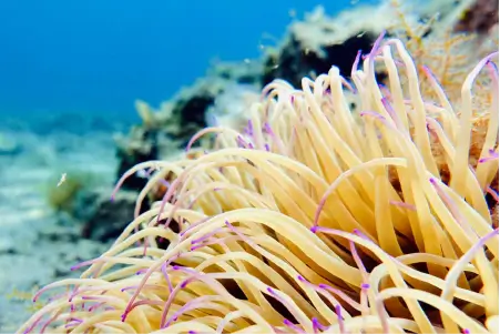 Rovinj Coral Reef Closeup