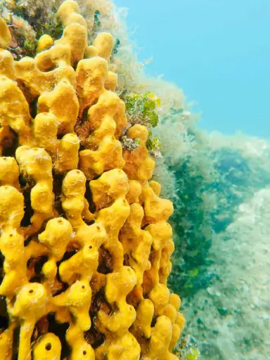 Rovinj Coral Reef Exploration